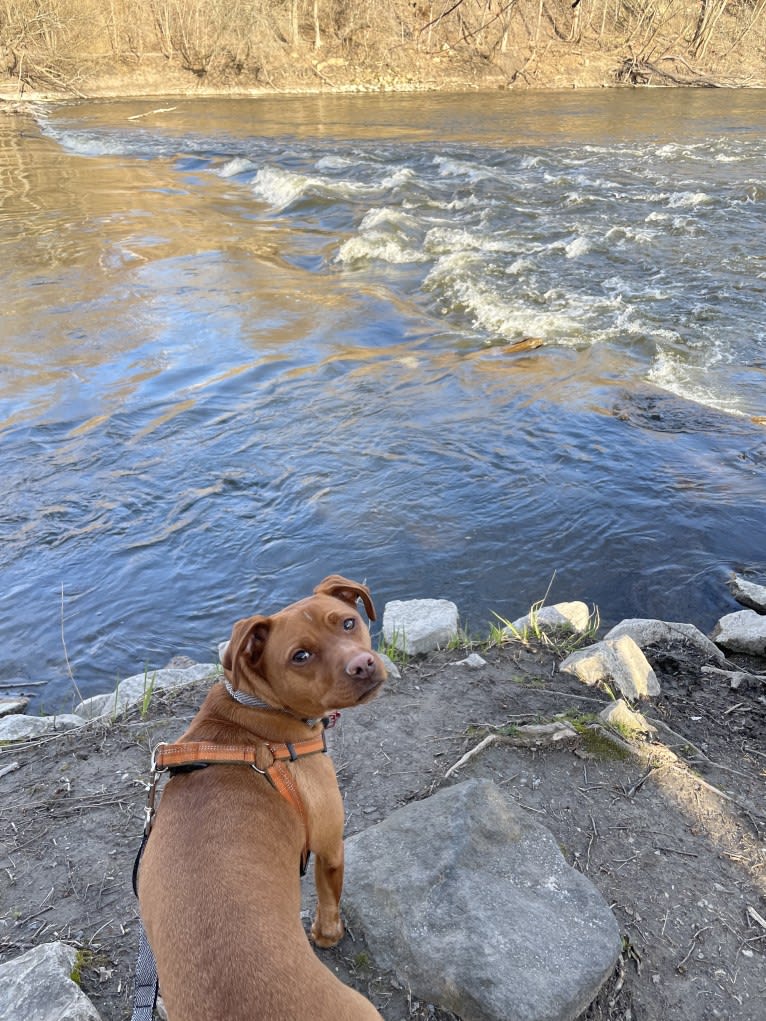 Pluto, an American Pit Bull Terrier and Chihuahua mix tested with EmbarkVet.com