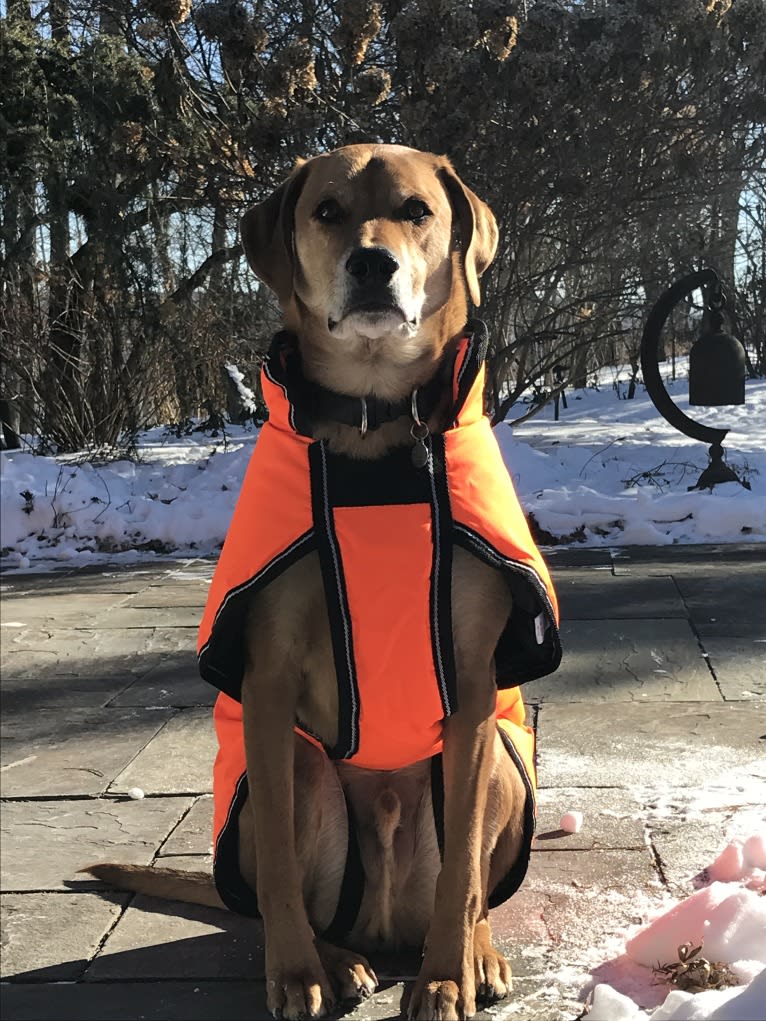 Charlie, an American Foxhound and Mountain Cur mix tested with EmbarkVet.com