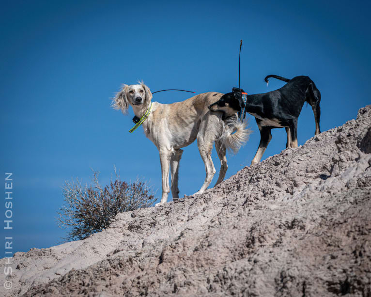 Silver, a Saluki tested with EmbarkVet.com