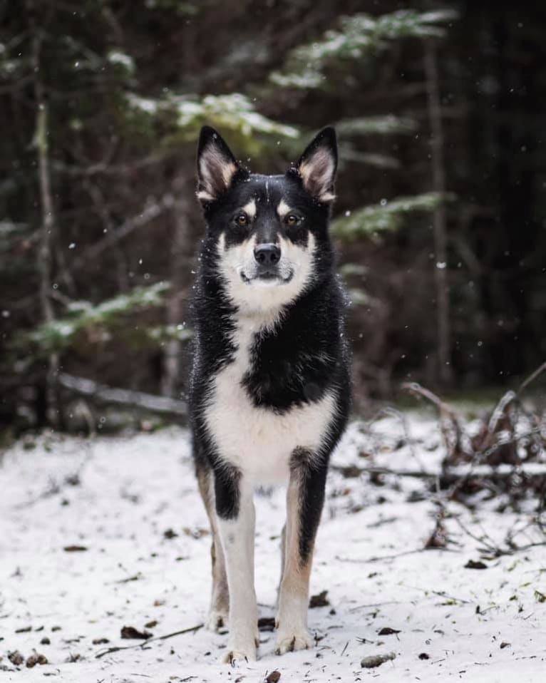 Koda, a Karelian Bear Dog and Laika mix tested with EmbarkVet.com