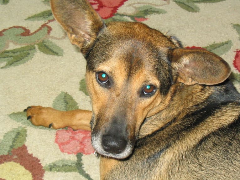 Allie, a Beagle and Yorkshire Terrier mix tested with EmbarkVet.com