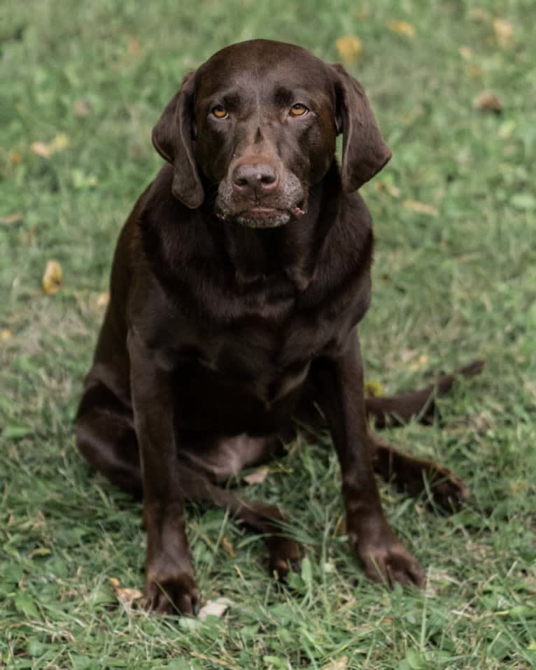 TILDEN'S THEIA, a Labrador Retriever and German Shorthaired Pointer mix tested with EmbarkVet.com