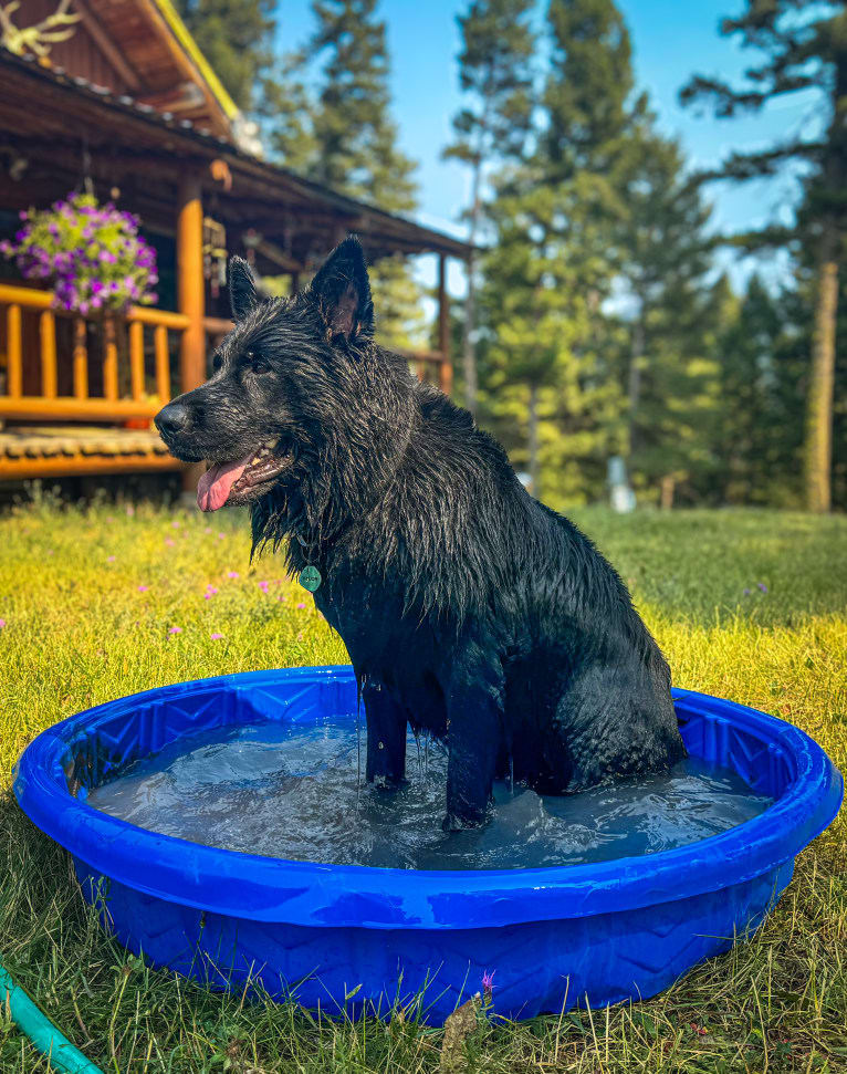 Valor Vom Hof Grebe, a German Shepherd Dog tested with EmbarkVet.com