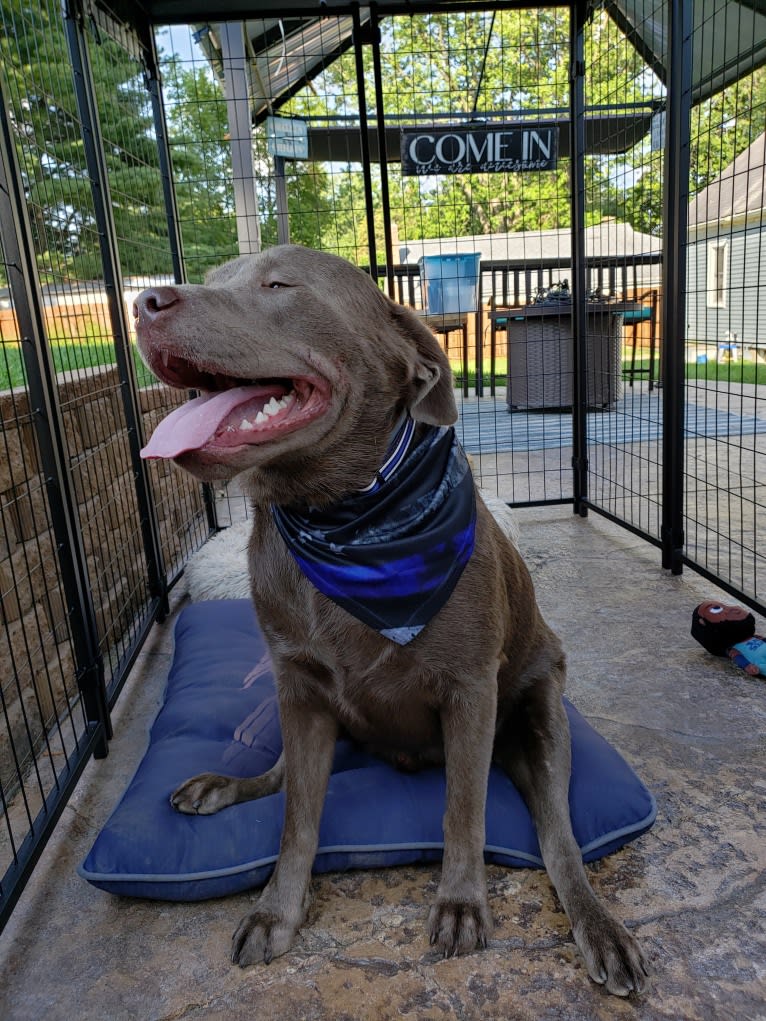 Jordy, a Labrador Retriever tested with EmbarkVet.com