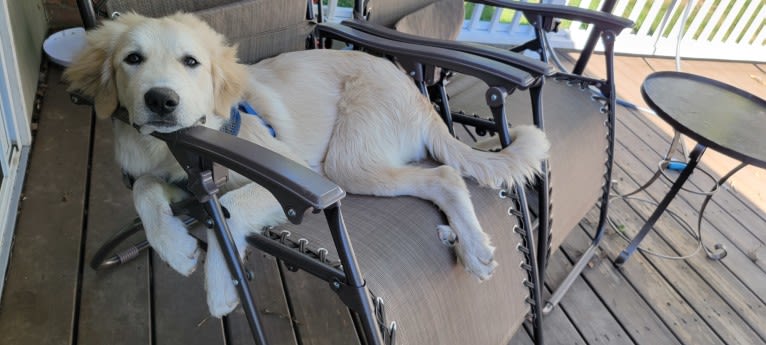 Bernoulli, a Great Pyrenees and Anatolian Shepherd Dog mix tested with EmbarkVet.com