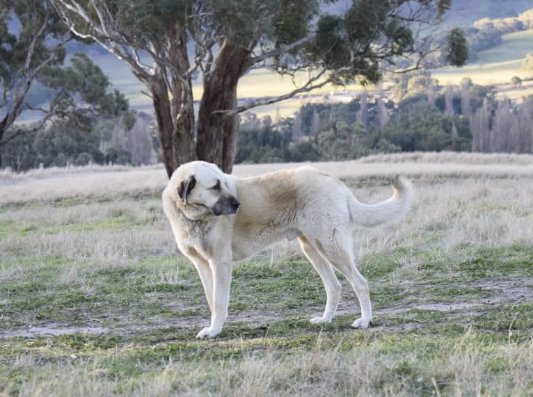 Pasha, an Anatolian Shepherd Dog tested with EmbarkVet.com