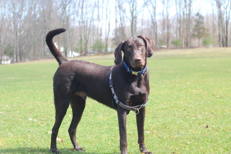 Brady, a Labrador Retriever and Doberman Pinscher mix tested with EmbarkVet.com