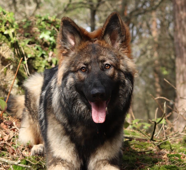 Fëalócëllen Eltänin, a German Shepherd Dog tested with EmbarkVet.com