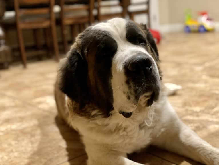 Lola, a Saint Bernard tested with EmbarkVet.com