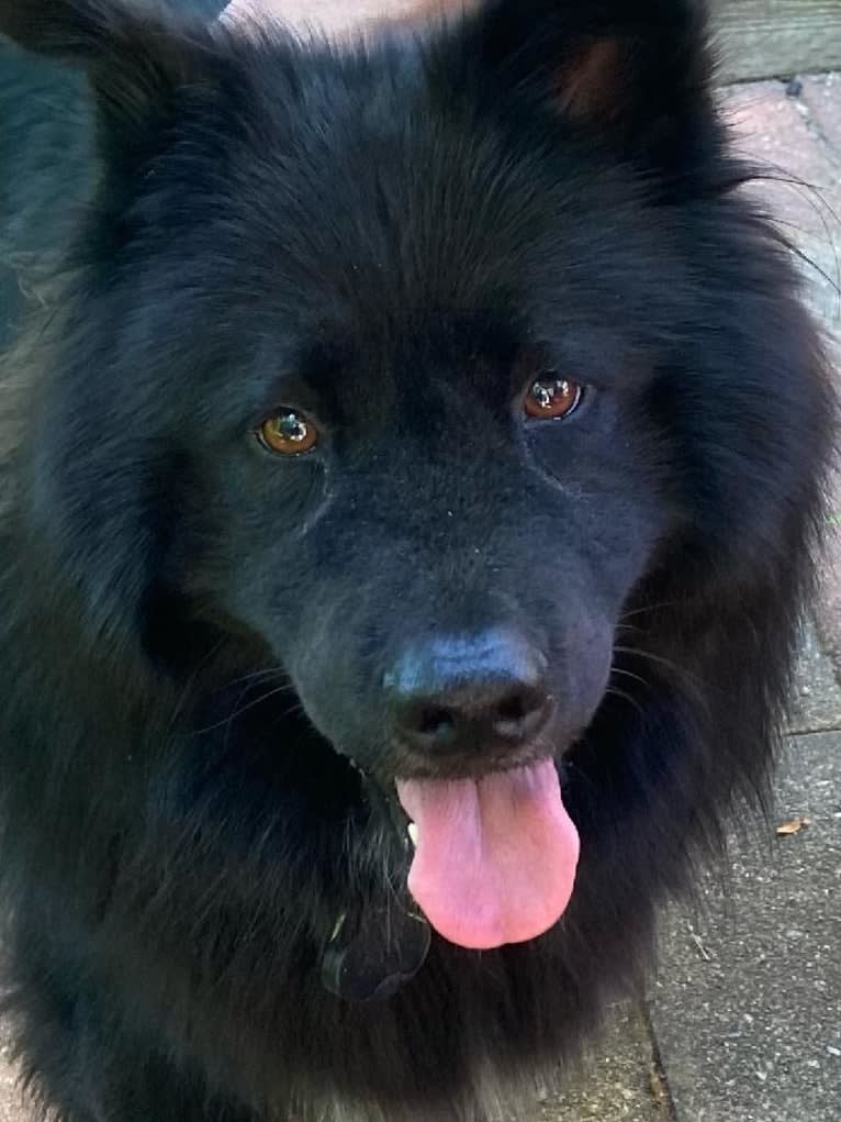 BB, a Chow Chow and Staffordshire Terrier mix tested with EmbarkVet.com