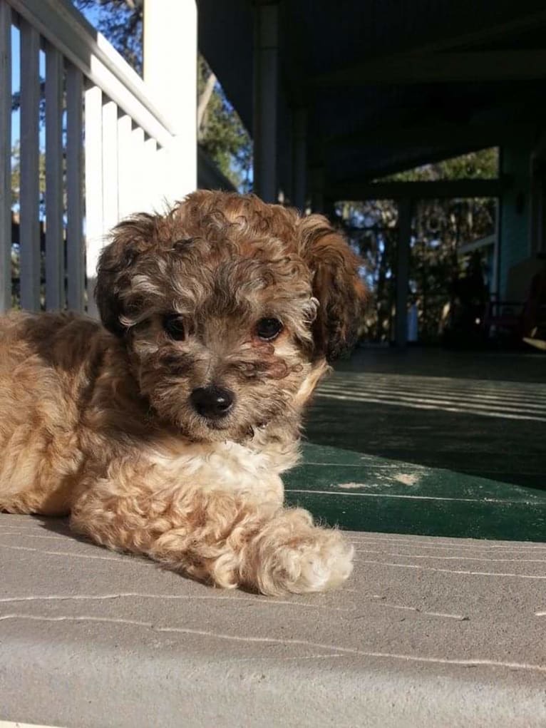 Opee, a Poodle (Small) and Chihuahua mix tested with EmbarkVet.com