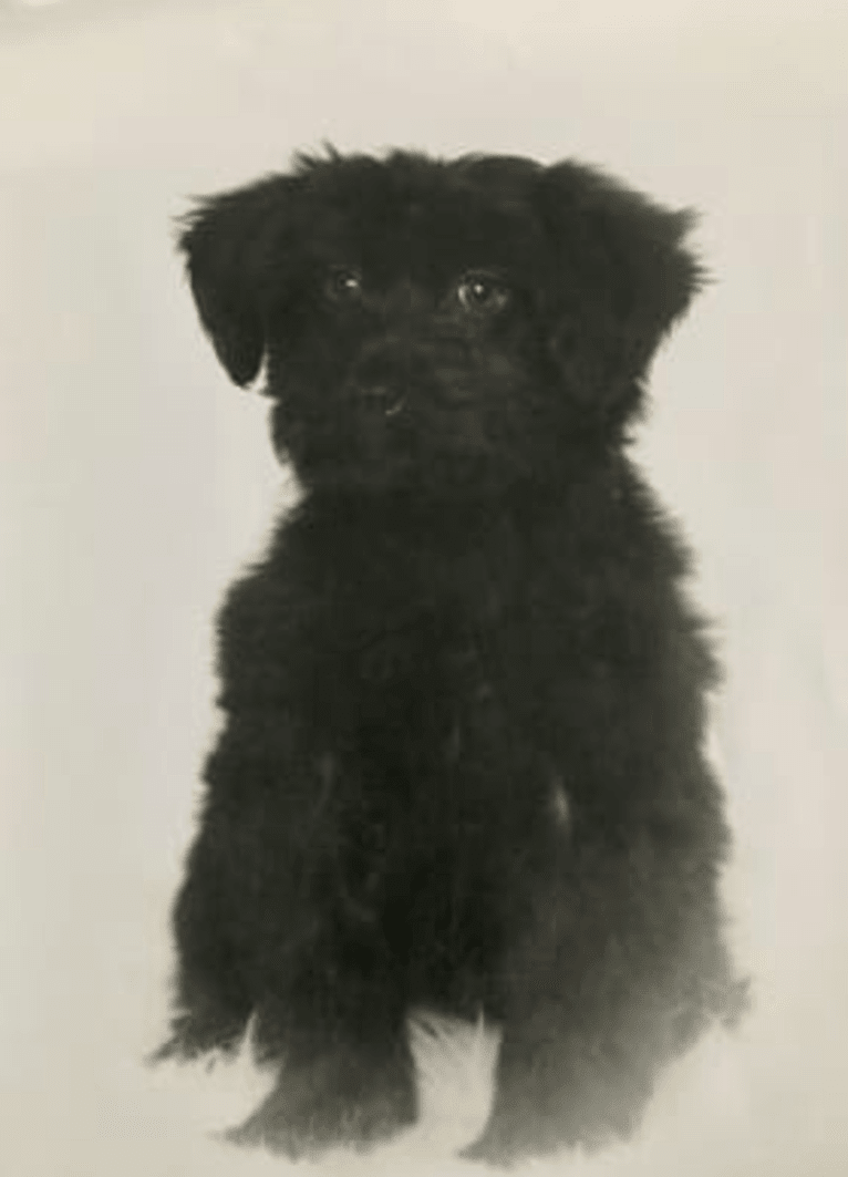 Moe, a Poodle (Small) and Bichon Frise mix tested with EmbarkVet.com