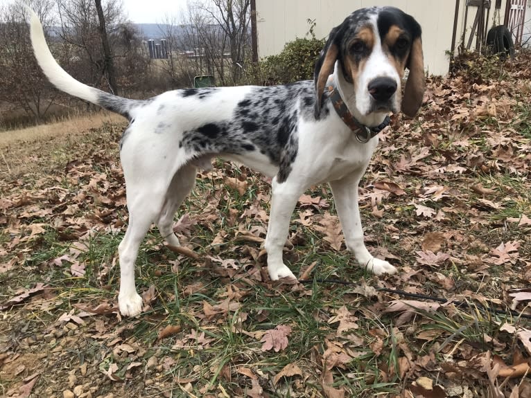 Renegade, an American English Coonhound and Cocker Spaniel mix tested with EmbarkVet.com