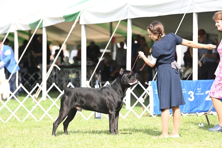Diesel, a Cane Corso tested with EmbarkVet.com