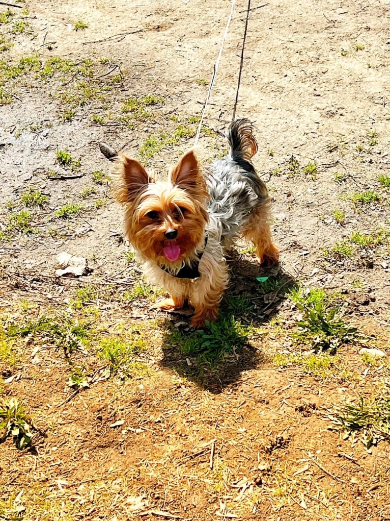 Oliver, a Silky Terrier tested with EmbarkVet.com