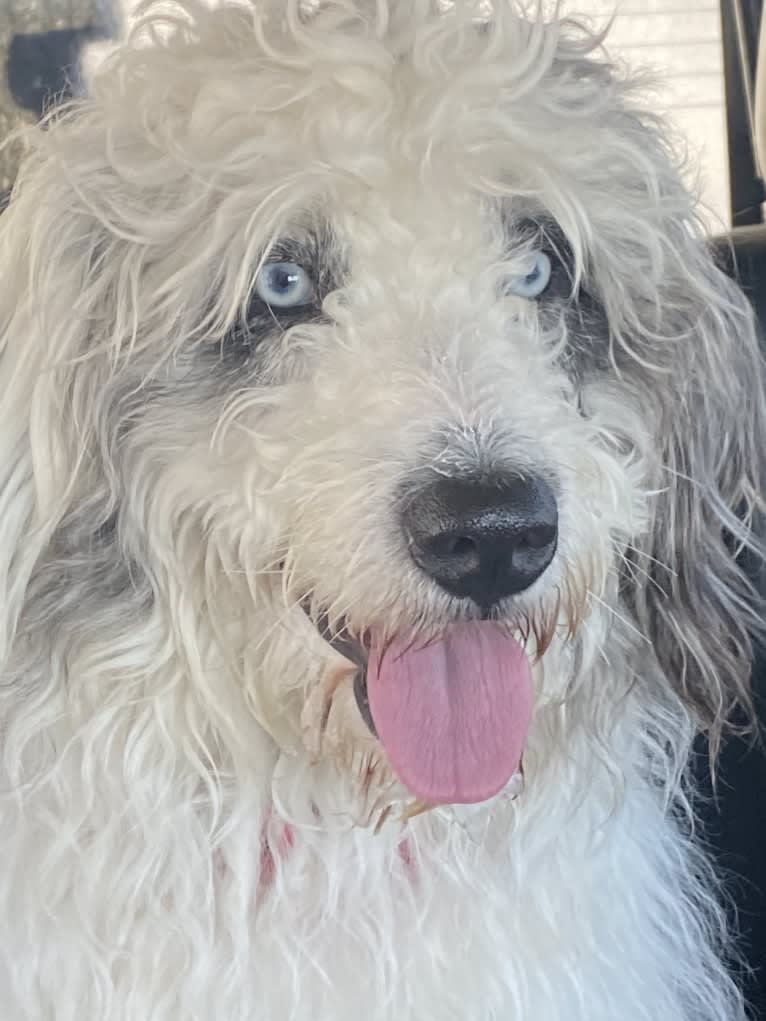 Luna, an Aussiedoodle tested with EmbarkVet.com