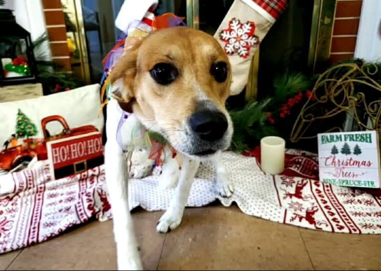 Charlee, a Beagle and American Pit Bull Terrier mix tested with EmbarkVet.com