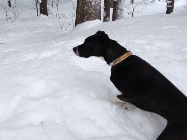 Guinness, an American Pit Bull Terrier and Boxer mix tested with EmbarkVet.com