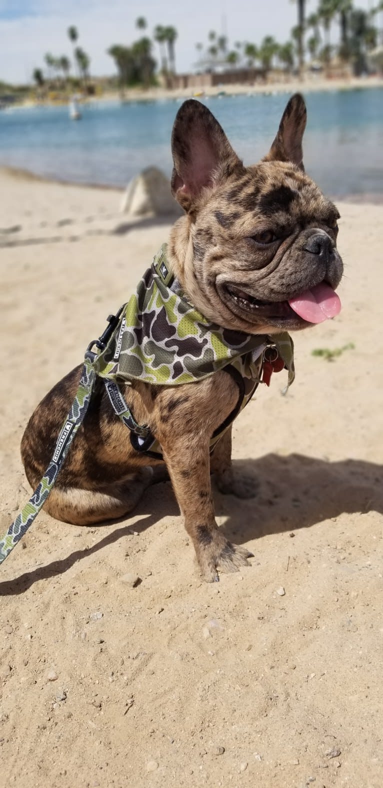 Opie, a French Bulldog tested with EmbarkVet.com