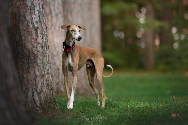 Azzan, a West Asian Village Dog tested with EmbarkVet.com