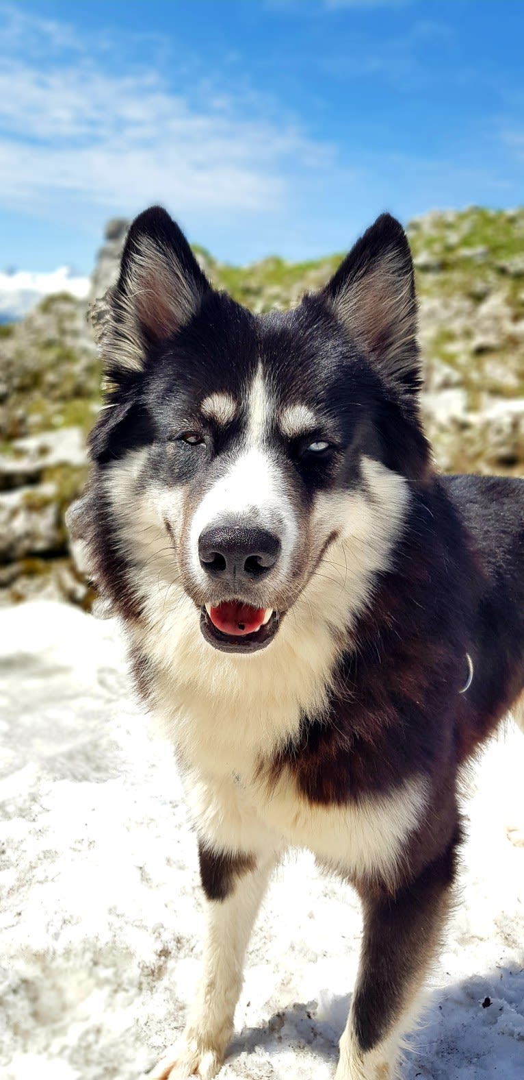 Kenai/Erkin Haan, a Yakutian Laika tested with EmbarkVet.com