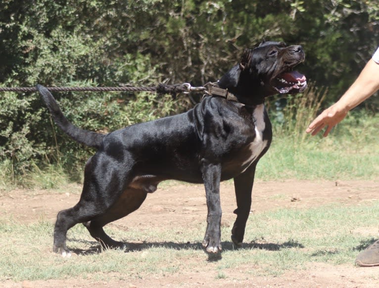 Pepe, a Perro de Presa Canario tested with EmbarkVet.com