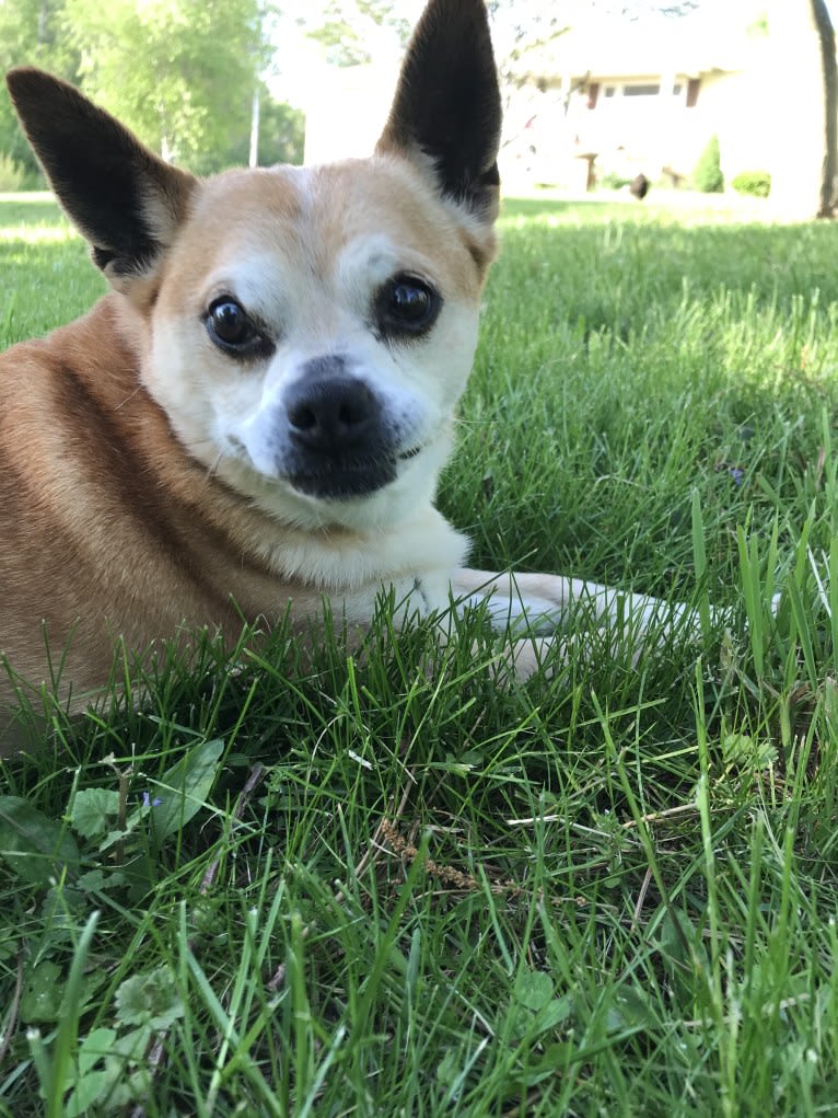 Frankie, a Chihuahua and Miniature Pinscher mix tested with EmbarkVet.com