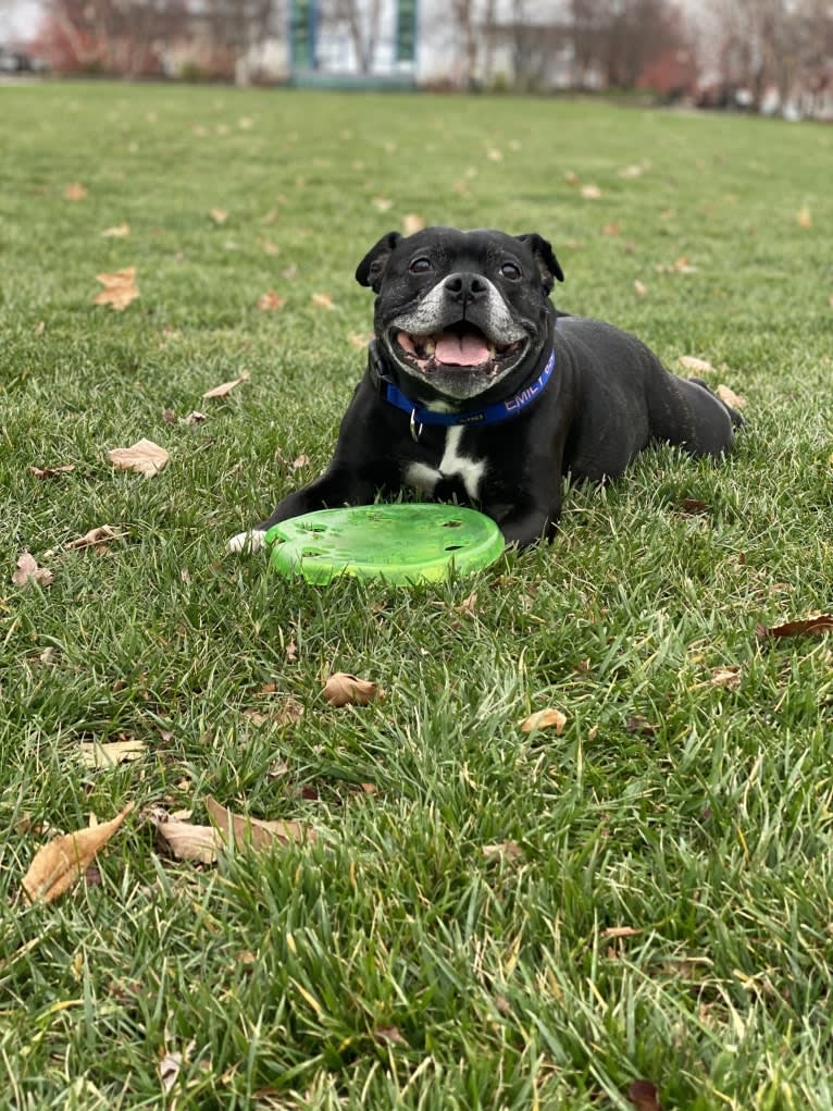 Emily, a Staffordshire Bull Terrier tested with EmbarkVet.com