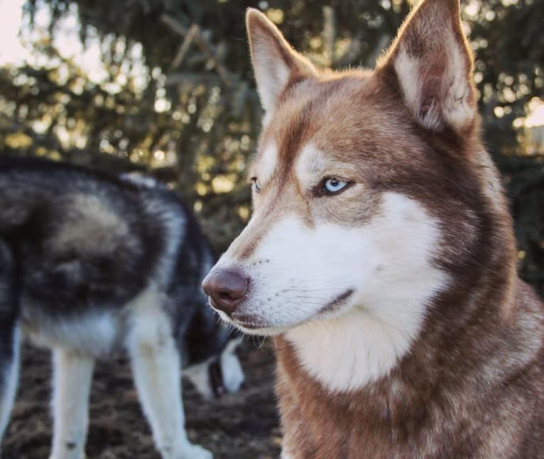 Asha, a Siberian Husky and German Shepherd Dog mix tested with EmbarkVet.com