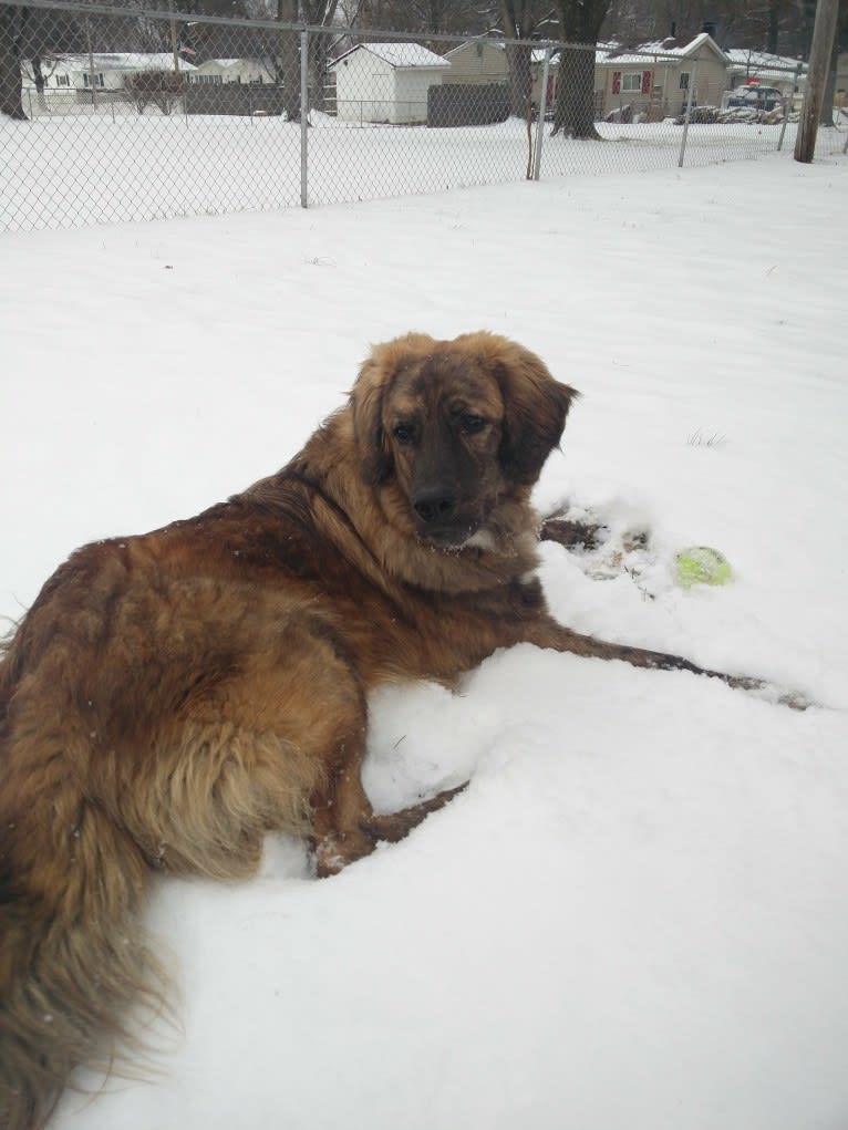 Calvin, a Maremma Sheepdog and Saint Bernard mix tested with EmbarkVet.com