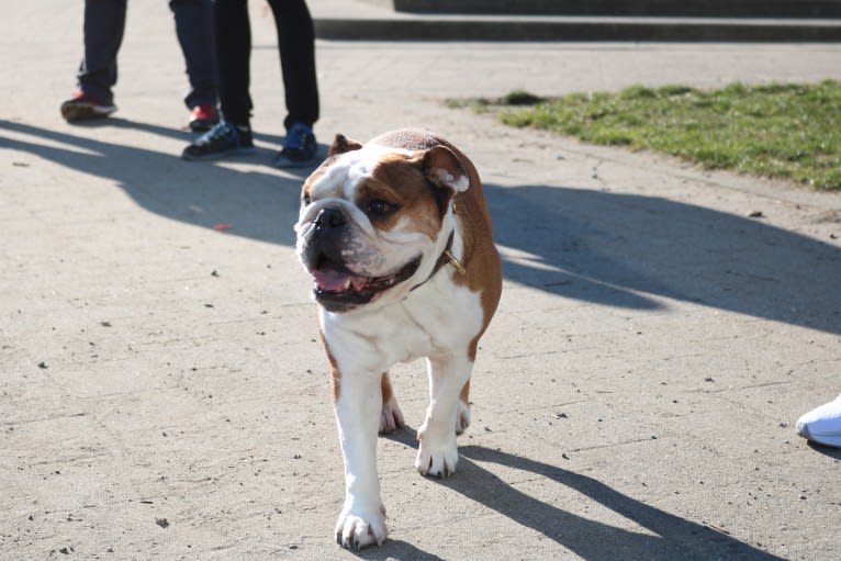 Mister Bentley, a Bulldog tested with EmbarkVet.com