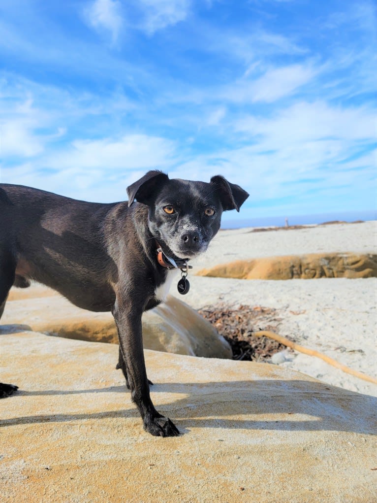 Zeus, a Chihuahua and Poodle (Small) mix tested with EmbarkVet.com