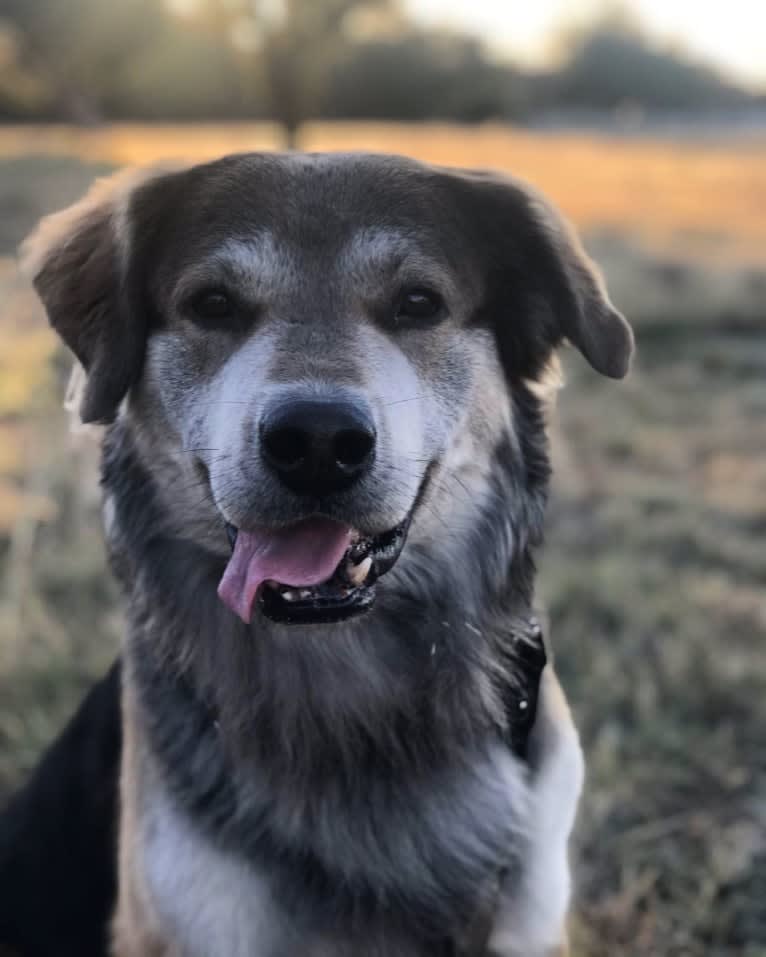 Booker, a Labrador Retriever and Chesapeake Bay Retriever mix tested with EmbarkVet.com