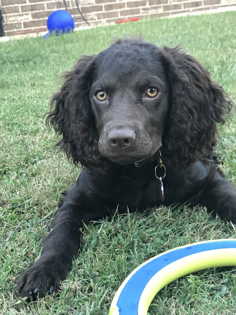 Pippit, an American Water Spaniel tested with EmbarkVet.com