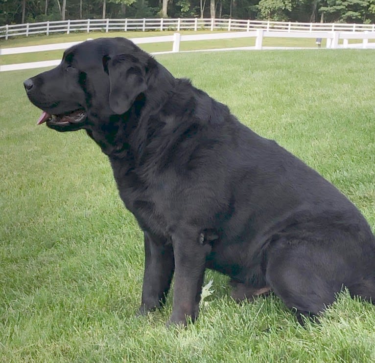 Caleb, a Labrador Retriever tested with EmbarkVet.com