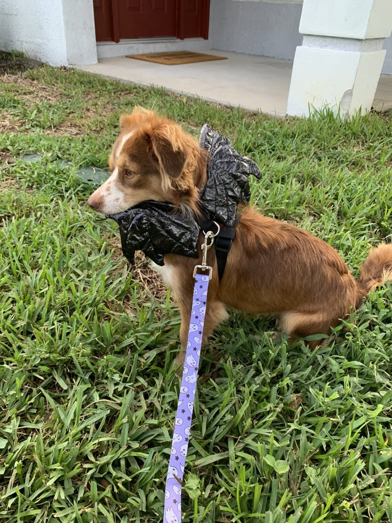 Nova, a Chihuahua and Rat Terrier mix tested with EmbarkVet.com