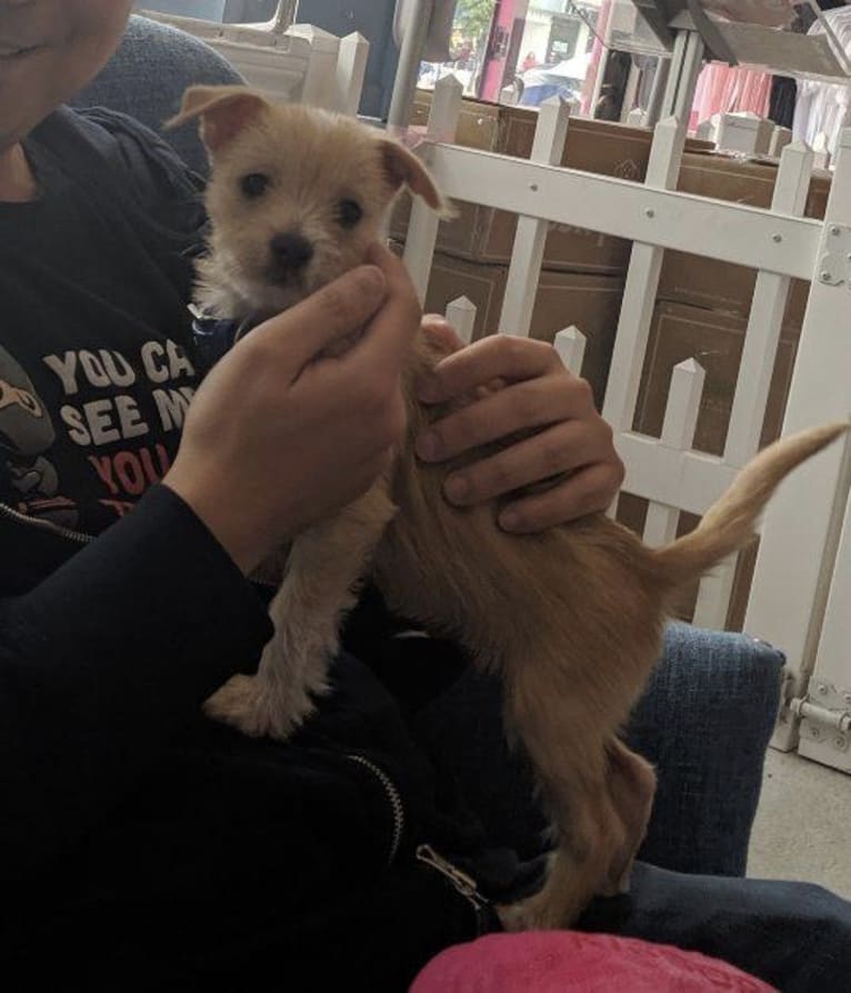 Latte, a Poodle (Small) and Shih Tzu mix tested with EmbarkVet.com