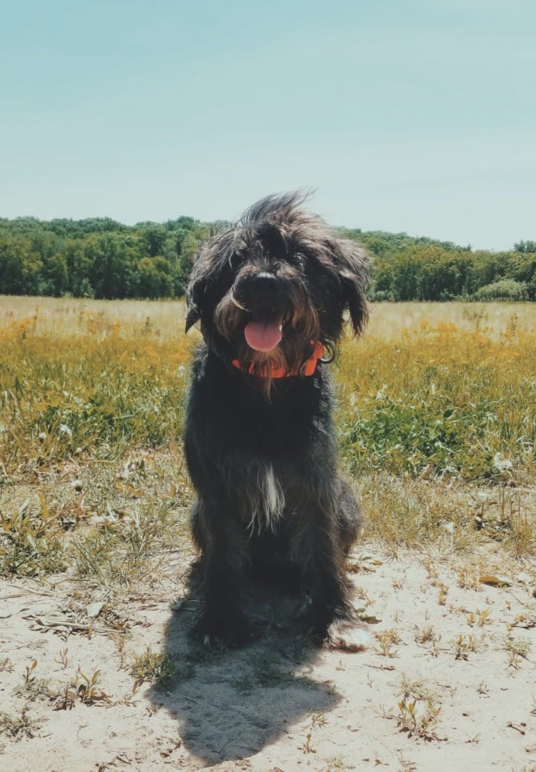 Poppy, a Miniature Schnauzer tested with EmbarkVet.com