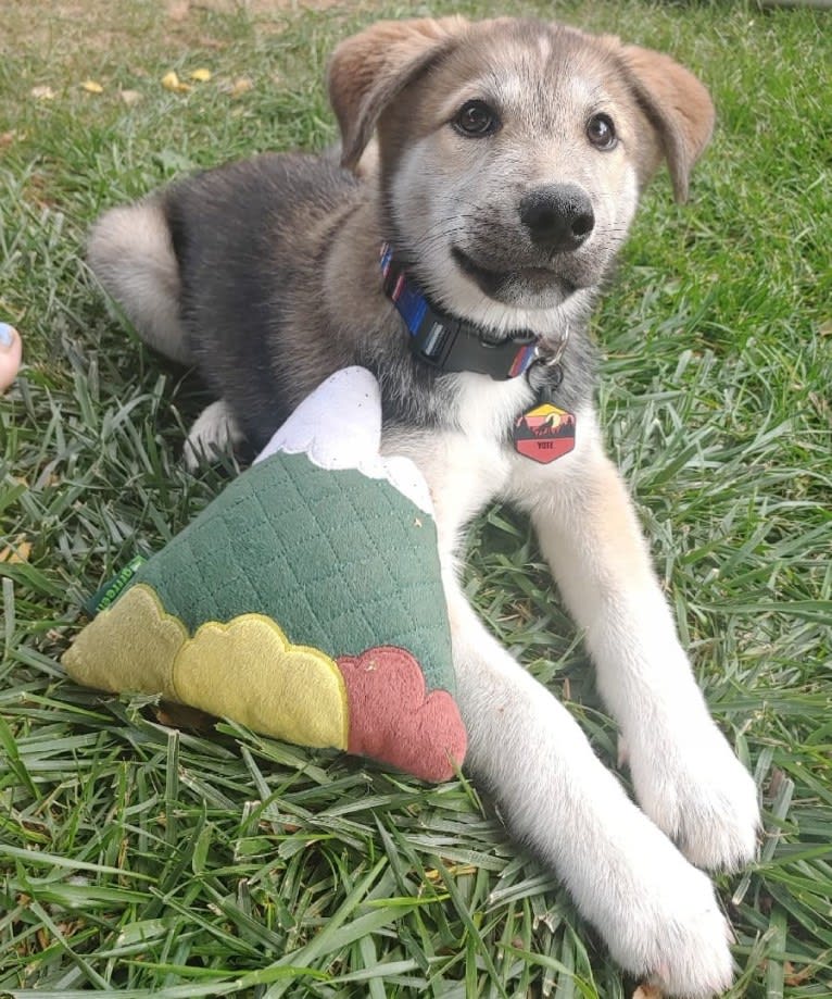 Yote, a Siberian Husky and Border Collie mix tested with EmbarkVet.com