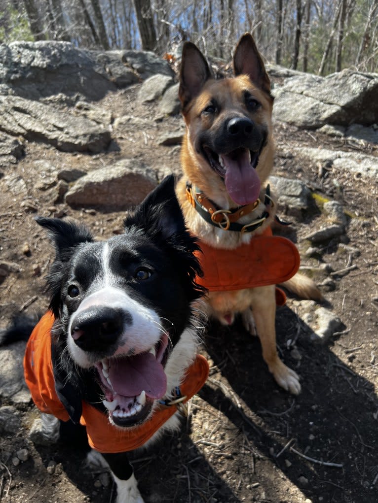 DDF Arlo, a Border Collie tested with EmbarkVet.com