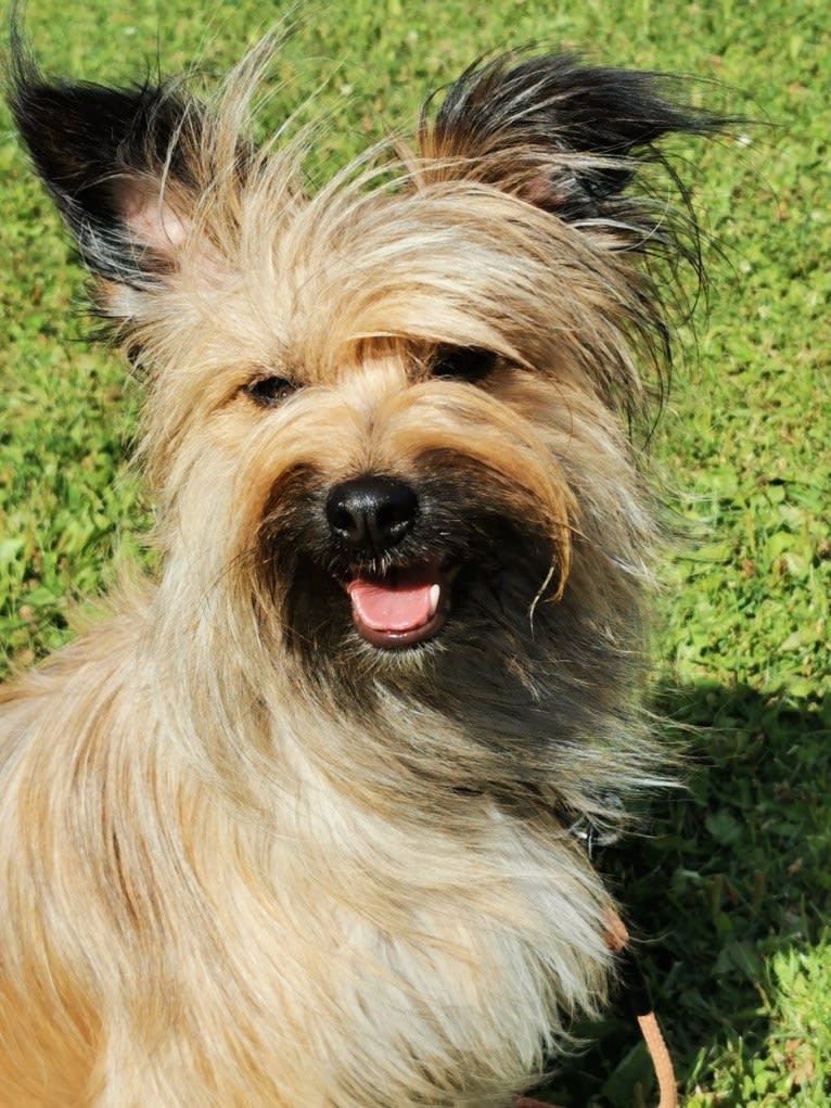 Angeyja's Capuchine  "Bizzi", a Pyrenean Shepherd tested with EmbarkVet.com