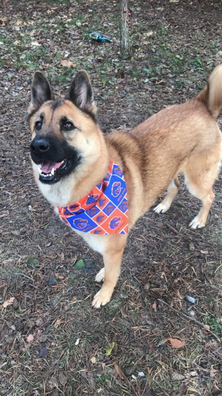 Merlin, a Chow Chow and German Shepherd Dog mix tested with EmbarkVet.com