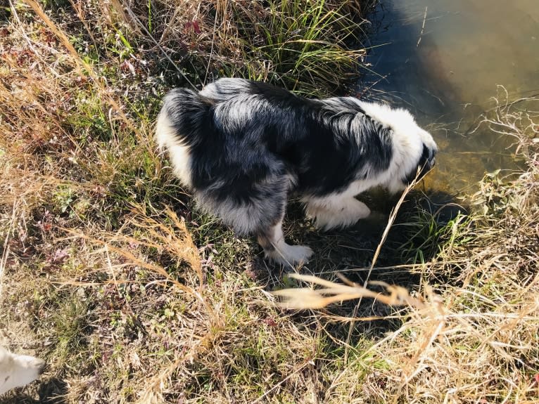 Salazar, an Australian Shepherd tested with EmbarkVet.com