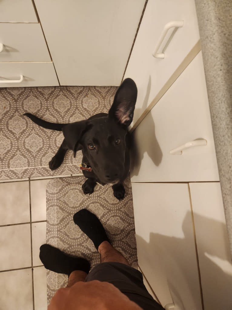 Mr. Sirius Black Obsidian Bean, a German Shepherd Dog and American Pit Bull Terrier mix tested with EmbarkVet.com