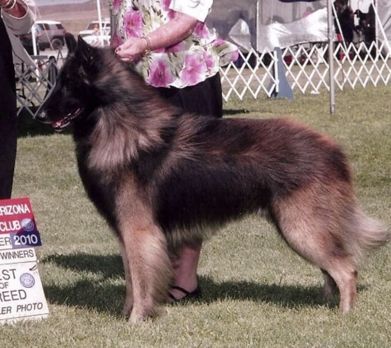 Sage, a Belgian Shepherd tested with EmbarkVet.com