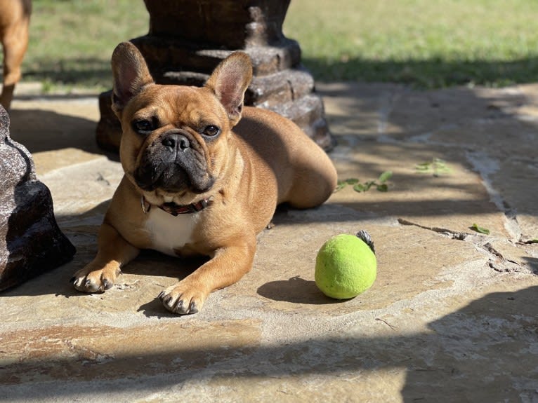 Dyna, a French Bulldog tested with EmbarkVet.com