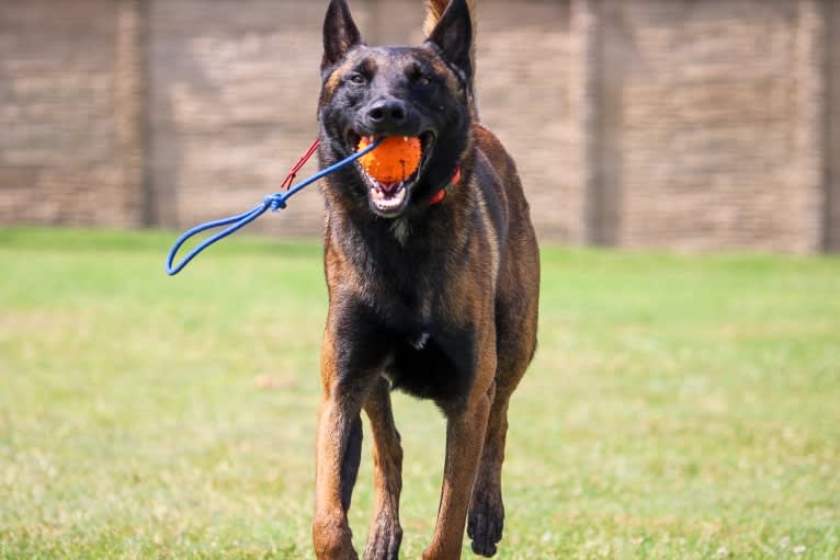 KHs Taking What’s Ours With Fire and Blood “Drogon” TKE RATN, a Belgian Shepherd tested with EmbarkVet.com