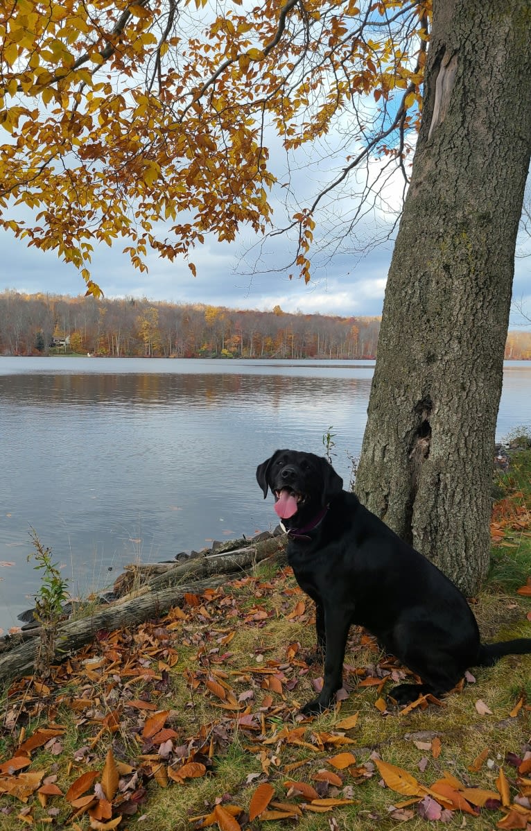 Anya Marie, a Labrador Retriever and Redbone Coonhound mix tested with EmbarkVet.com