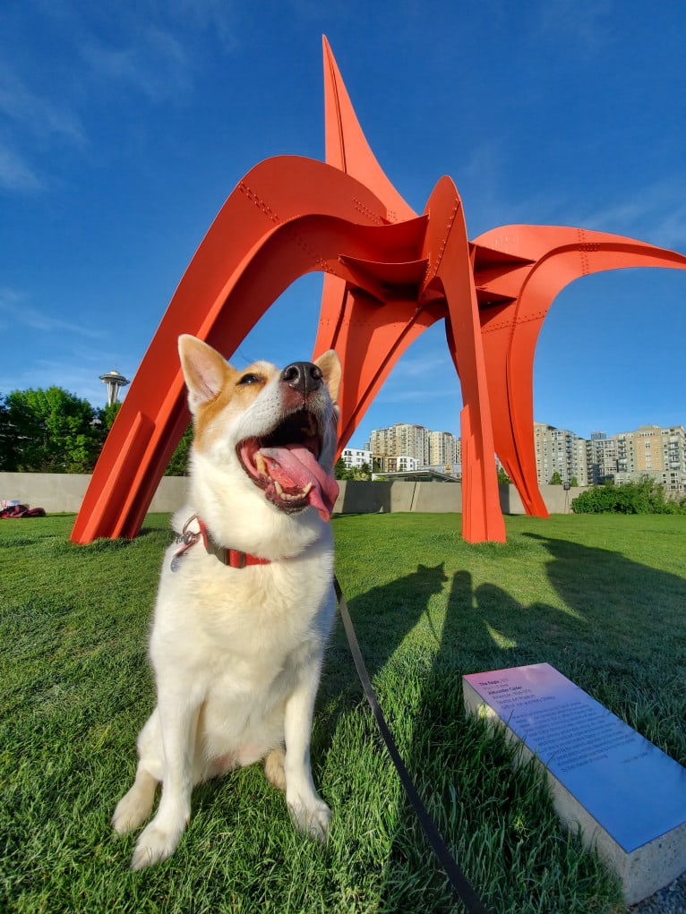 Lucy, an Australian Cattle Dog and Siberian Husky mix tested with EmbarkVet.com