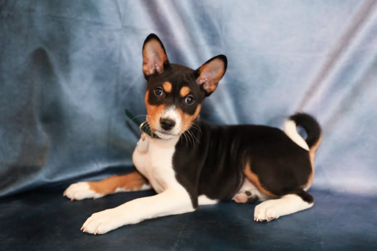 Duma, a Basenji tested with EmbarkVet.com